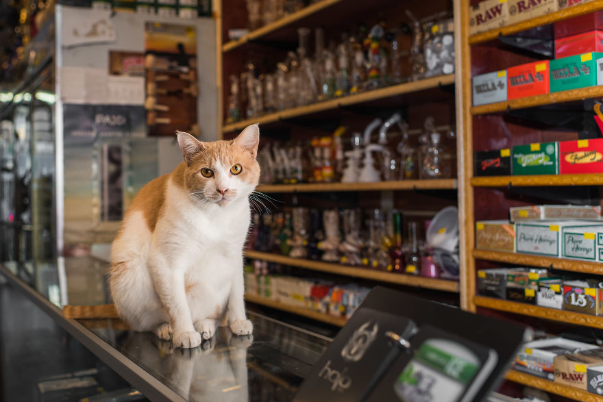 À New York, deux amis ont passé leur été à photographier les chats